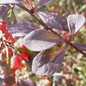 Arborix Berberis Thunbergii 'Atropurpurea' - Zuurbes 30-40 cm in pot