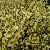 Arborix Cytisus Praecox - Brem 40-60 cm in pot