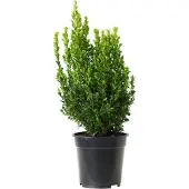 Arborix Buxus Sempervirens - Palmboompje;Buxus 15-20 cm pot