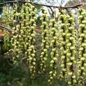 Arborix Stachyurus Chinensis 'Celina' - Staartaar 40-50 cm pot