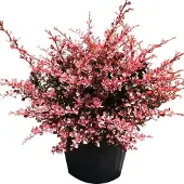 Arborix Berberis Thunbergii 'Rose Glow' - Zuurbes 30-40 cm in pot