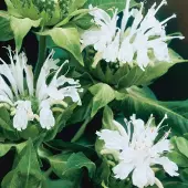 Arborix 6 x Monarda 'Schneewittchen' - Bergamotplant pot 9x9cm