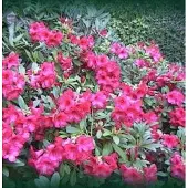 Arborix Rhododendron 'Elizabeth' - Rhododendron 20-30 cm pot
