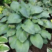 Arborix 3 x Hosta 'Blue Umbrellas' - Hartlelie pot 9x9cm