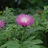 Arborix 6 x Centaurea Dealbata - Bestoven Centaurie pot 9x9cm