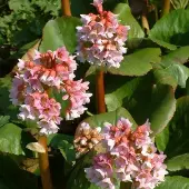 Arborix 6 x Bergenia 'Baby Doll'- Schoenlappersplant pot 9x9cm