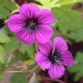 Arborix 6 x Geranium 'Ann Folkard' - Ooievaarsbek pot 9x9cm