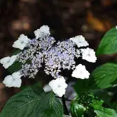 Arborix Hydrangea Serrata 'Intermedia' - Hortensia 25-30 cm in pot