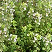 Arborix 6 x Thymus Citriodorus 'Aureus' - Citroentijm pot 9x9cm