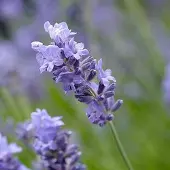 Arborix 6 x Lavandula Munstead - Lavendel pot 9x9cm