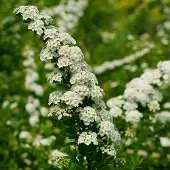 Arborix Spiraea Nipponica 'Snowmound' - Spierstruik 30-40 cm pot