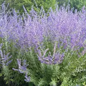 Arborix Perovskia 'Blue Spire' - Blauwspirea 30-40 cm in pot