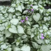 Arborix 6 x Lamium Maculatum 'Beacon Silver' - Dovenetel pot 9x9cm