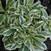 Arborix 6 x Arabis Ferdinadi-Coburgii 'Variegata' - Rijstebrij pot 9x9 cm
