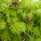 Arborix Acer Shirasawanum 'Aureum' - Gele esdoorn 25-30 cm pot