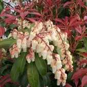 Arborix Pieris Japonica 'Mountain Fire' - Rotsheide;Lavendelheide 20-30 cm pot