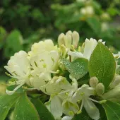 Arborix Lonicera Xylosteum 'Clavey's Dwarf' - Kampefoelie 30-40 cm pot
