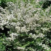 Arborix Kolkwitzia Amabilis - Koninginnestruik;Koninginnenstruik 30-50 cm pot
