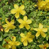 Arborix Hypericum moserianum - Hertshooi 30-40 cm in pot