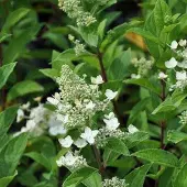 Arborix Hydrangea Paniculata 'Unique' - Hortensia 40-50 cm in pot