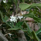 Arborix Osmanthus heterophyllus - Schijnhulst 30-40 cm in pot