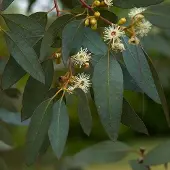 Arborix Eucalyptus Gunnii - Kardinaalsmuts 60-80 cm pot