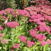 Arborix 6 x Sedum 'Herbstfreude' - Hemelsleutel pot 9x9cm