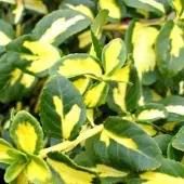 Arborix Euonymus fortunei 'Blondy' - Kardinaalsmuts 20-30 cm in pot
