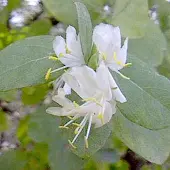 Arborix Lonicera Fragrantissima - Winterkamperfoelie 40-50 cm pot
