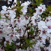Arborix Prunus Nipponica 'Brillant' - Sierkers 60-80 cm pot