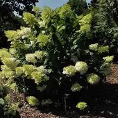 Arborix Hydrangea Paniculata 'Phantom' - Hortensia 40-50 cm in pot
