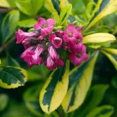 Arborix Escallonia 'Gold Ellen' - Escallonia 20-25 cm pot