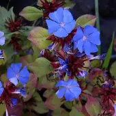 Arborix 6 x Ceratostigma Plumbaginoides - Loodkruid pot 9x9cm