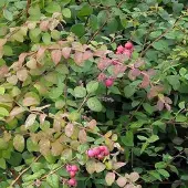 Arborix Symphoricarpos Chenaultii - Sneeuwbes 50-60 cm pot