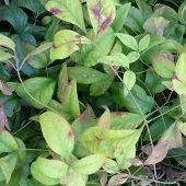 Arborix Nandina Domestica 'Firepower' - Hemelse bamboe 25-30 cm pot