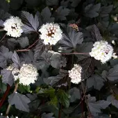 Arborix Physocarpus Opulifolius 'Red Baron' - Blaasspiraea 30-40 cm in pot