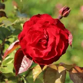 Arborix Rosa 'Europeana' - Prachtige rozen voor in uw tuin