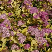 Arborix Spiraea Japonica 'Golden Princess' - Spierstruik 20-25 cm pot