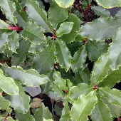 Arborix Photinia Fraseri Curly Fantasy ('Kolcurl') - Glansmispel 40-60 cm pot