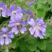 Arborix 6 x Geranium 'Philippe Vapelle' - Ooievaarsbek pot 9x9cm