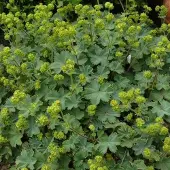 Arborix 6 x Alchemilla Erythropoda - Vrouwenmantel pot 9x9cm