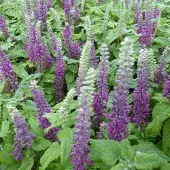 Arborix 6 x Teucrium Chamaedrys 'Nanum' - Gamander pot 9x9cm
