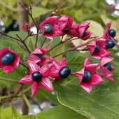 Arborix Clerodendrum Trichotomum - Kransenboom;Pindakaasstruik 40-50 cm pot