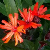 Arborix 6 x Lychnis Arkwrightii 'Vesuvius' - Koekoeksbloem pot 9x9cm