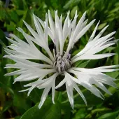 Arborix 6 x Centaurea Montana 'Alba' - Bergkorenbloem pot 9x9cm