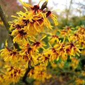 Arborix Hamamelis Intermedia 'Orange Beauty' - Toverhazelaar 40-60 cm pot