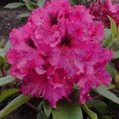 Arborix Rhododendron 'Marie Forte' 40-50 cm pot