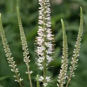 Arborix 6 x Veronicastrum Virginicum 'Album' - Virginische Ereprijs pot 9x9cm