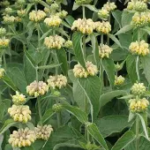 Arborix 6 x Phlomis Russeliana - Brandkruid pot 9x9cm