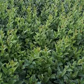 Arborix Ligustrum Vulgare 'Atrovirens' - Liguster 60-80 cm pot